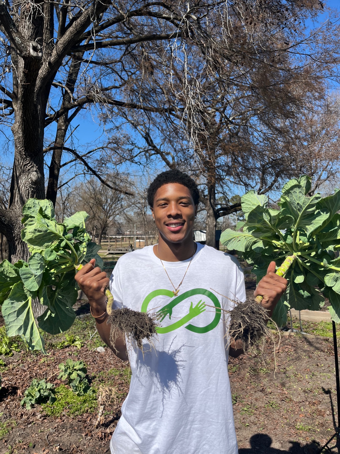 Life Root The Lyfe Products — Organic Plant-Based Remedies